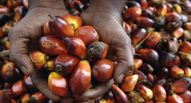 Hands Holding Palm Oil