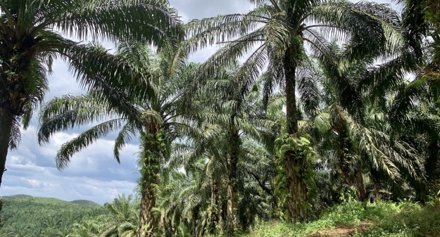 Palm Oil Trees