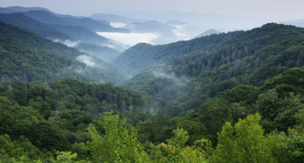 Aerial view of trees and mountains