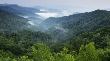 Aerial view of trees and mountains