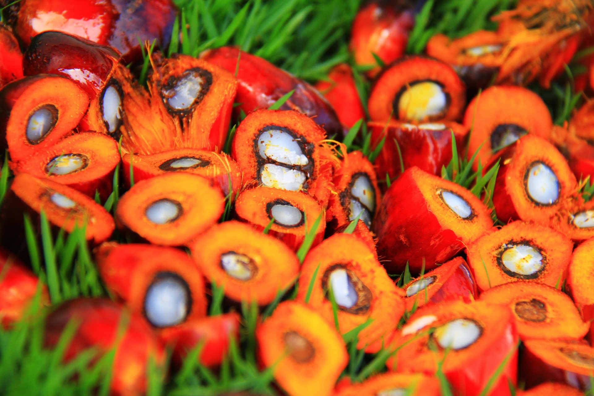 Palm-Full-Width-4