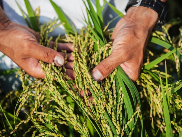 Mars Sustainability Nourishing